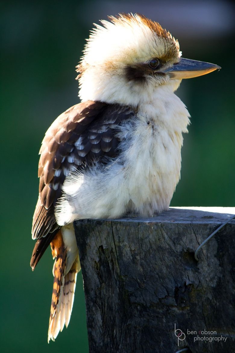 Кукабара гигантский Зимородок