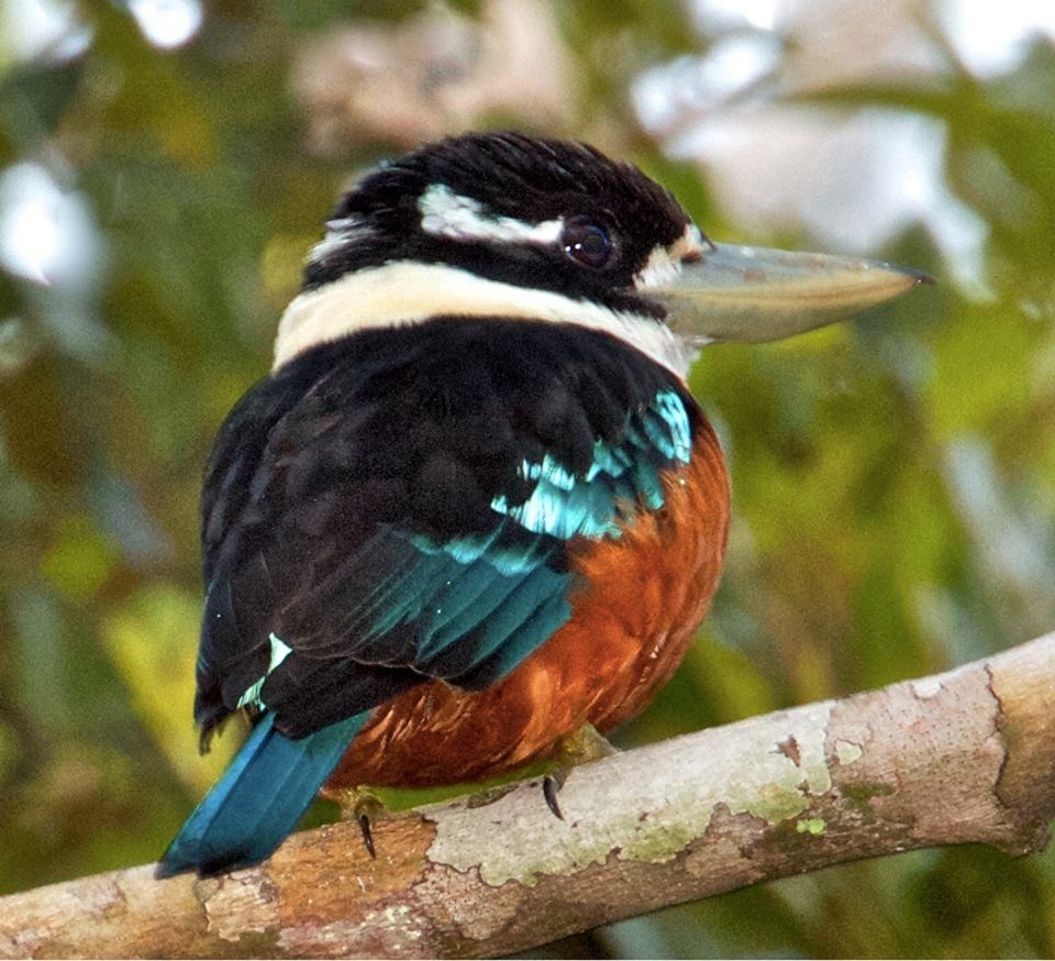 Кукабарра краснобрюхая