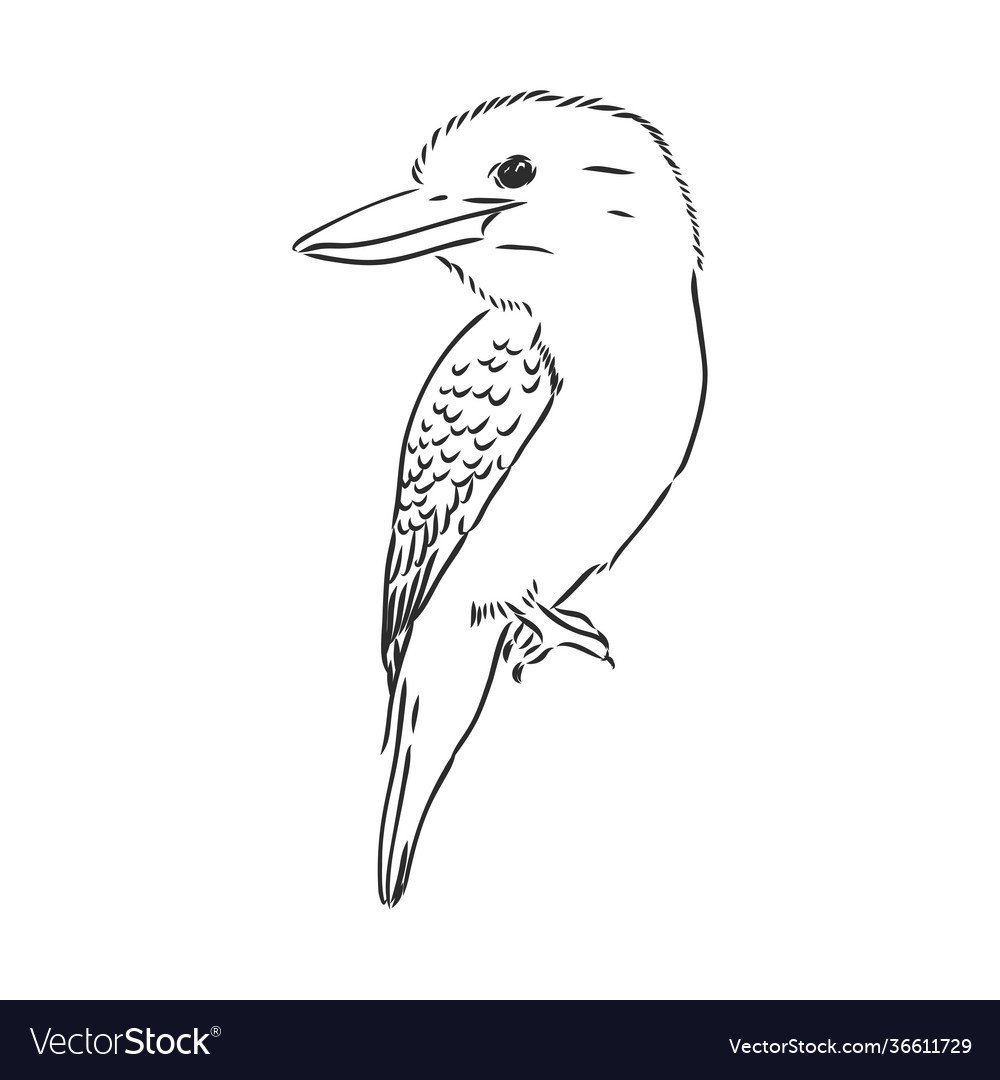 Раскраска Кукабарра