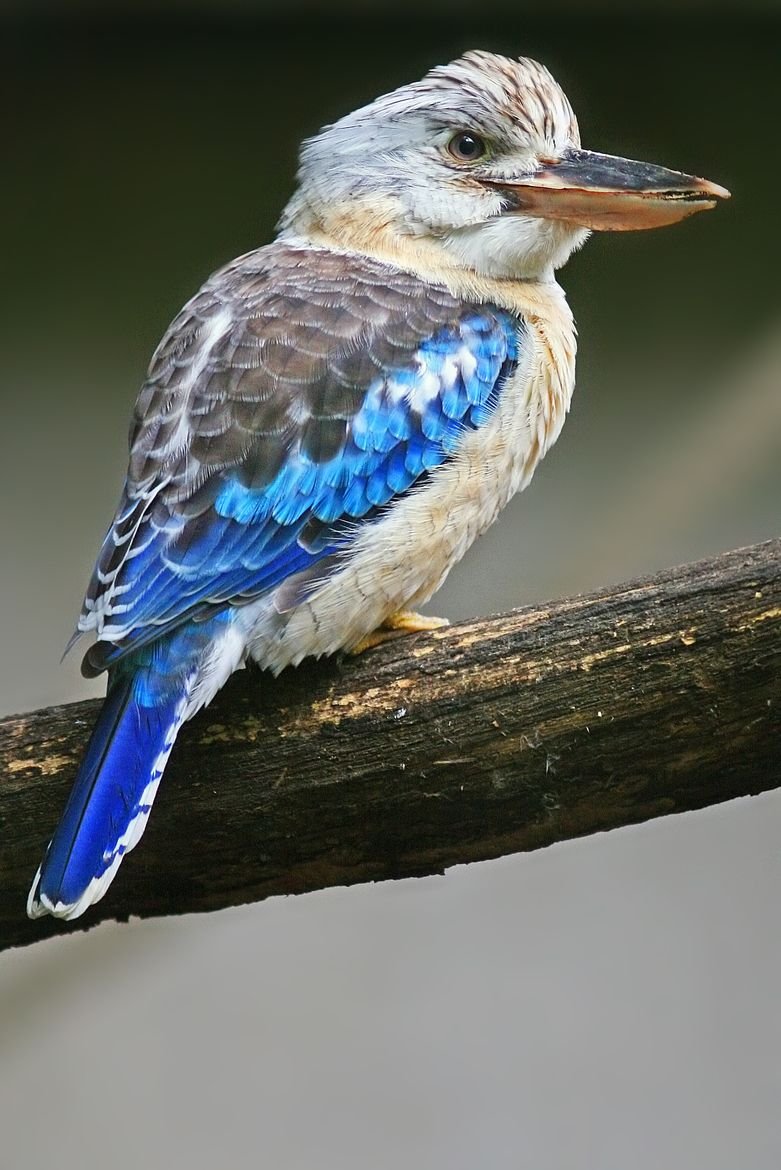 Синекрылая Кукабара