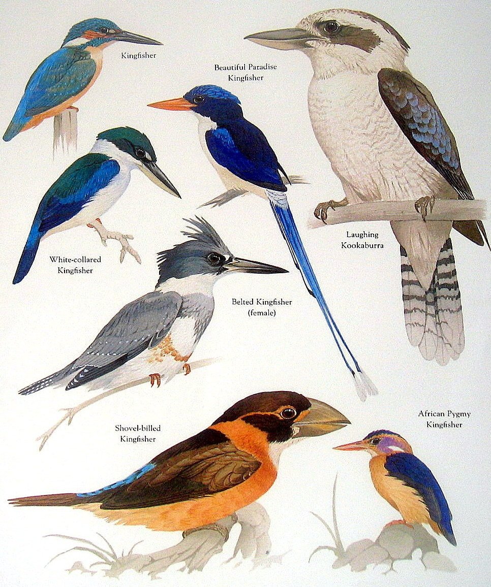 Райский Зимородок Риделя