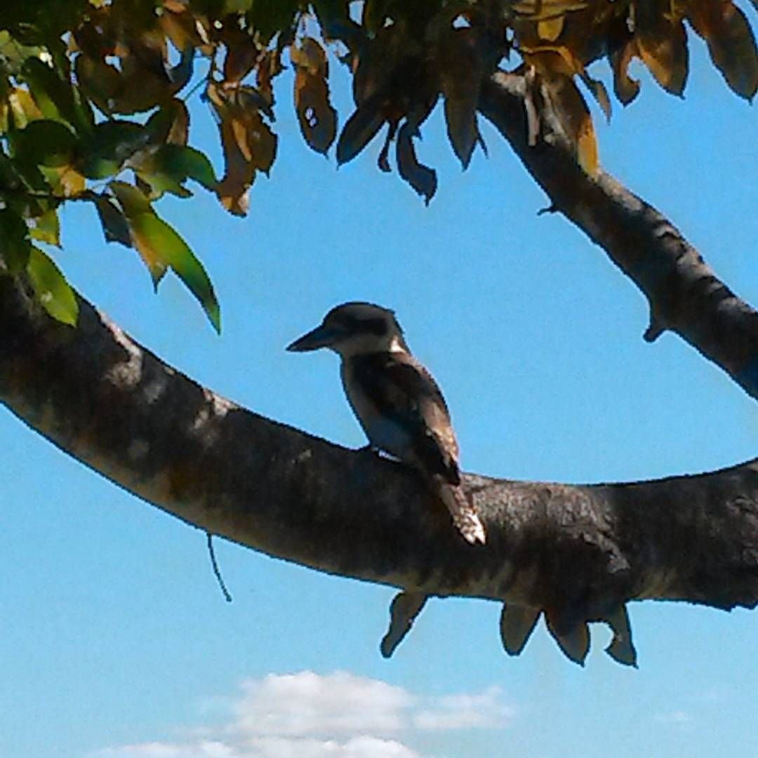 Городские птицы Австралии