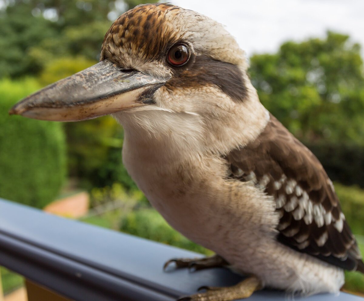 Зимородок Кукабарра