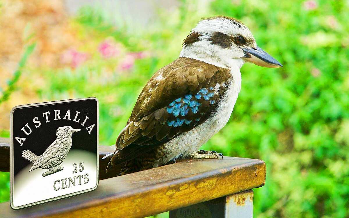 Кукабарра в Австралии