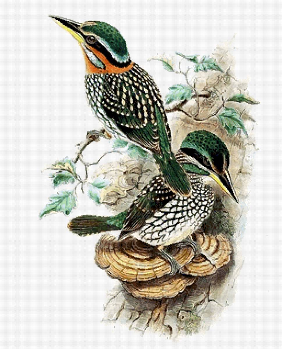 Ботаника птицы