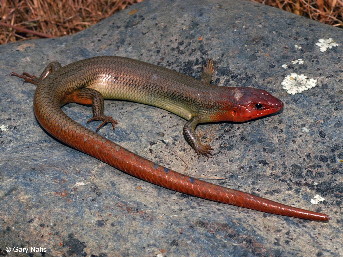 Ящерица красная с черными пятнами