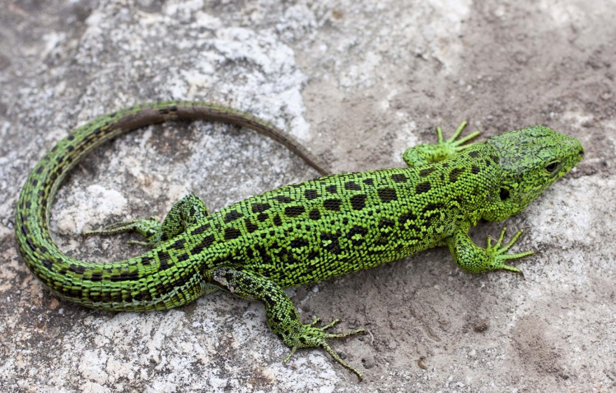 Прыткая ящерица Lacerta Agilis