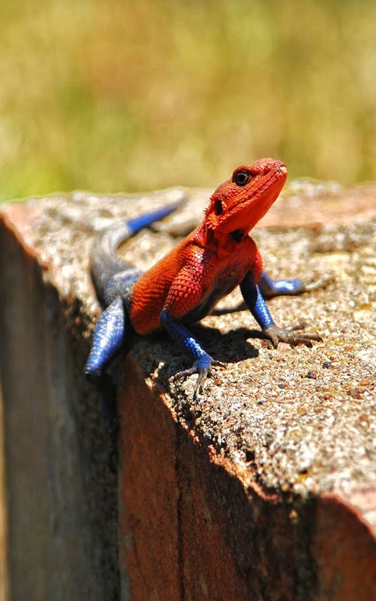 Агама Мванза