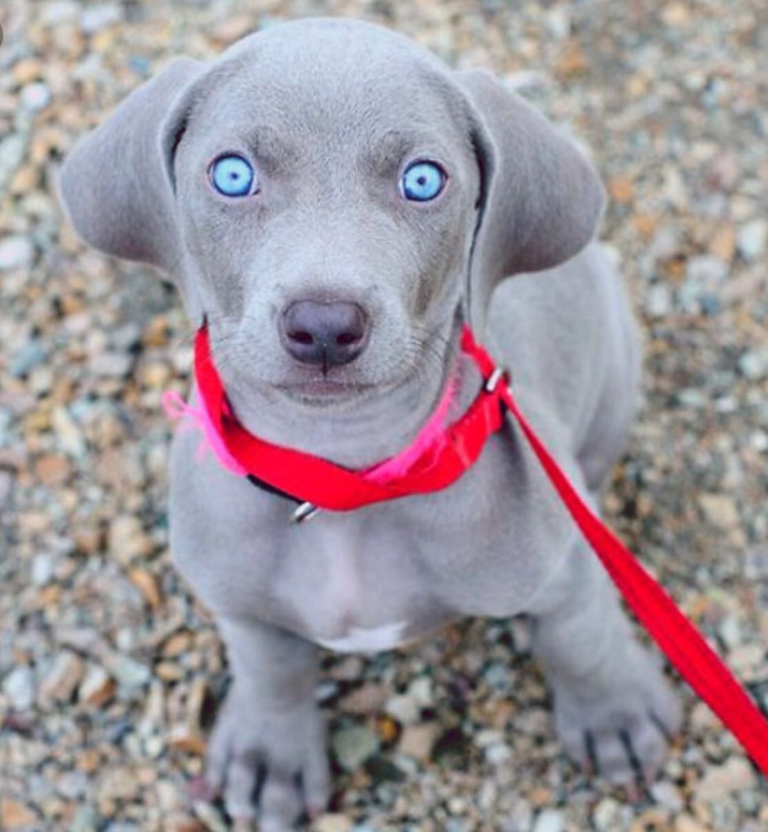 Веймаранер лабрадор