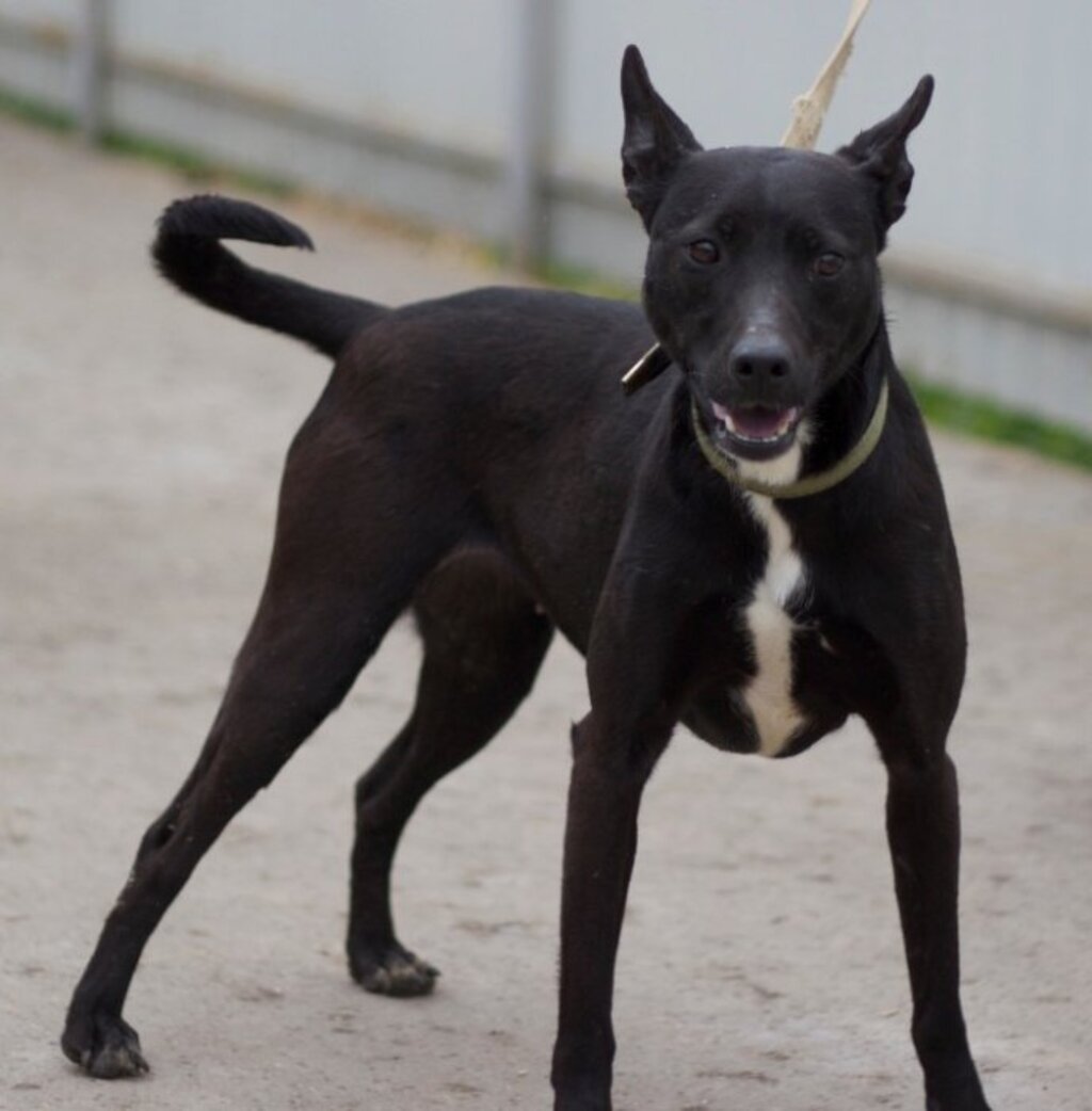 Собака чёрная гладкошорсная большая