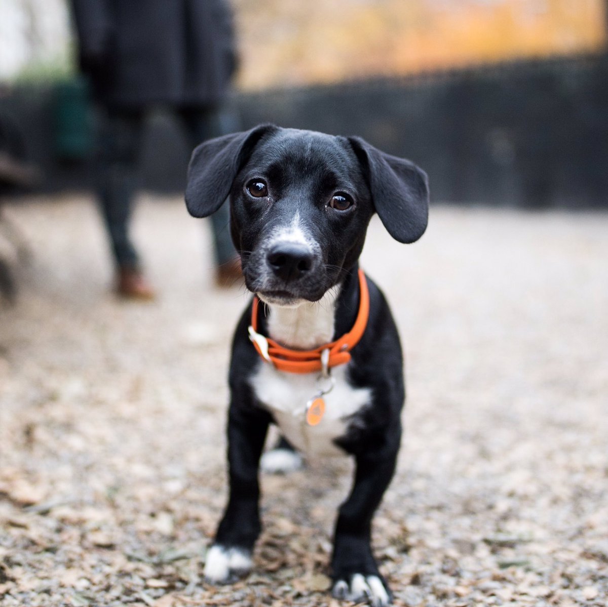 Терьер короткошерстный