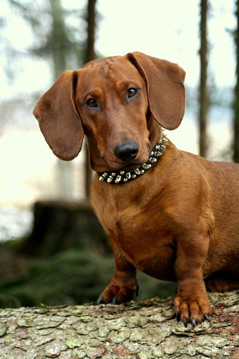 Карликовая такса рыжая