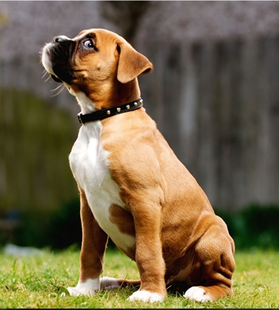 Боксёр собака