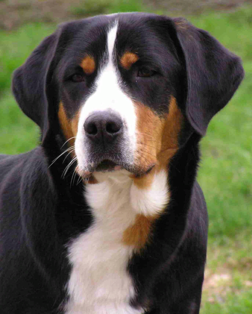 Швейцарский Гросс зенненхунд