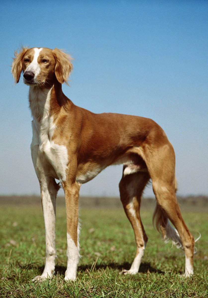 Борзая салюки