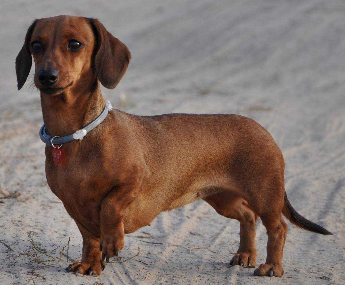 Карликовая кроличья такса