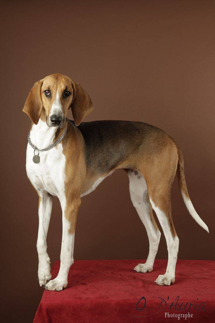 Гончая Маккензи