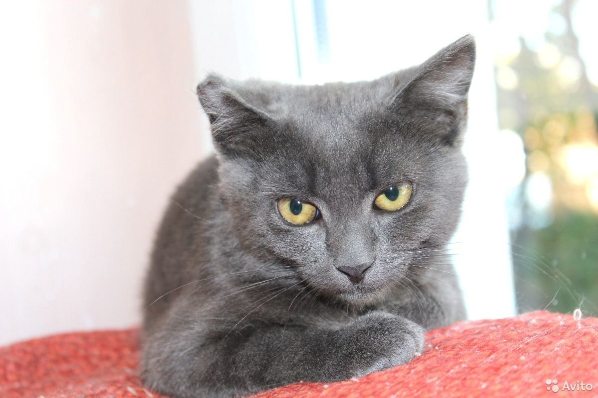 Серый дымчатый кот