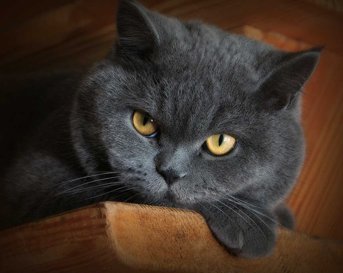 Картезианская кошка британец