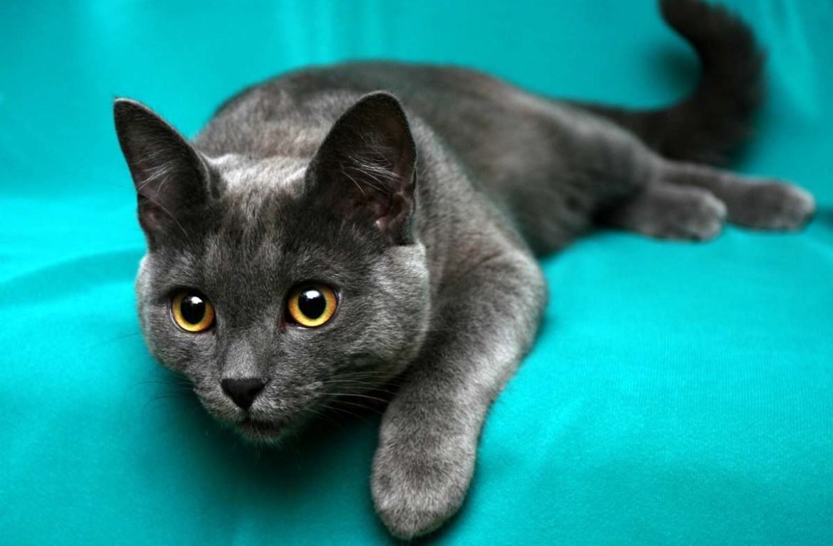 Серая кошка порода Корат