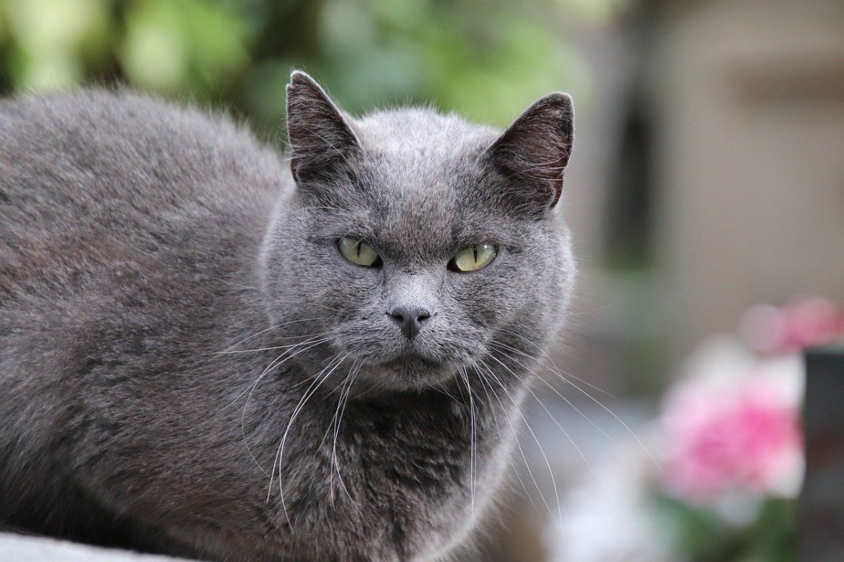Кошка серая