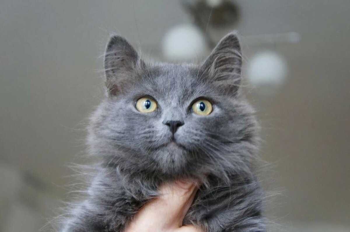 Сибирская голубая длинношерстная кошка