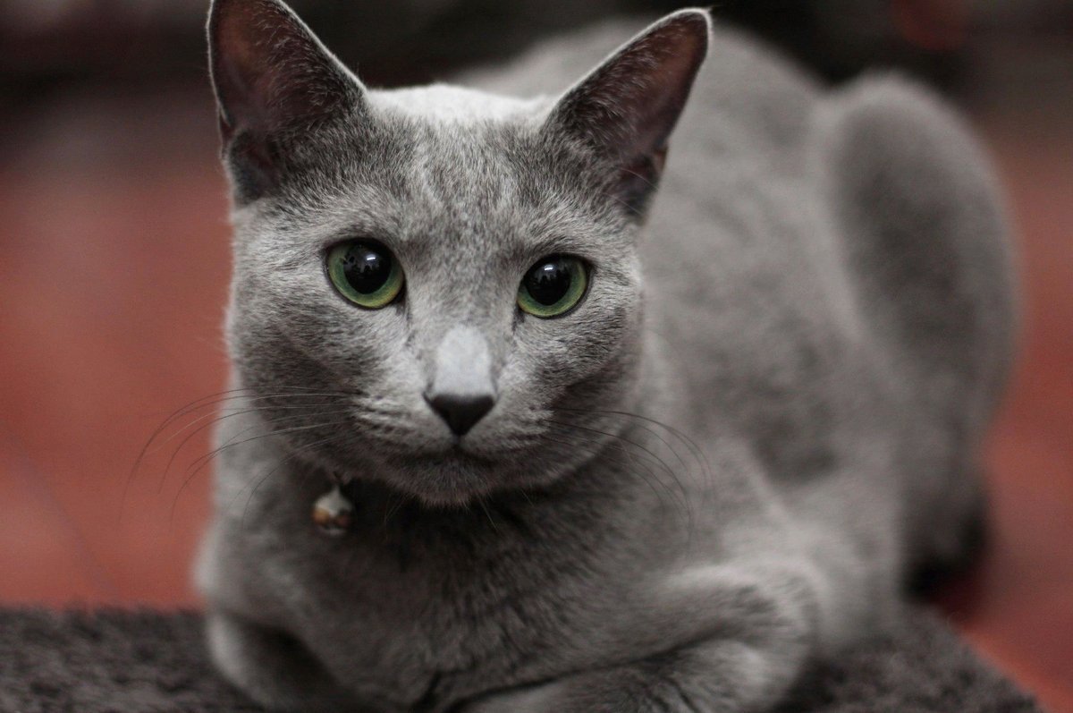 Сибирский голубая кошка короткошерстная