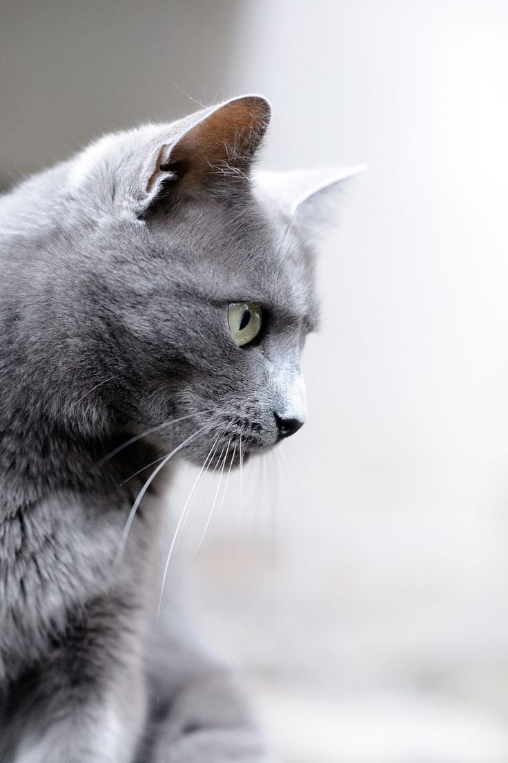 Корат котята