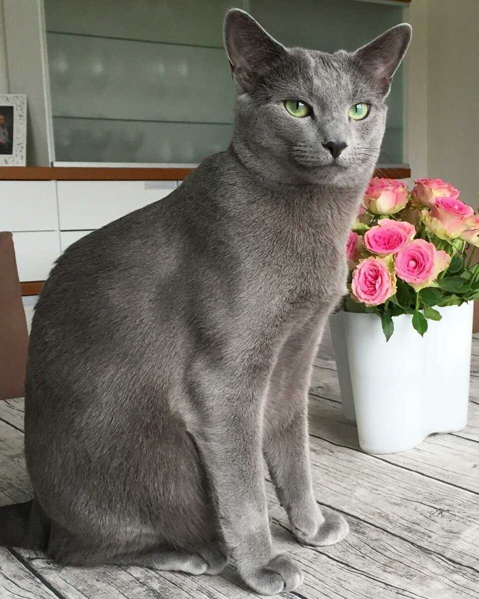 Сибирский голубая кошка короткошерстная