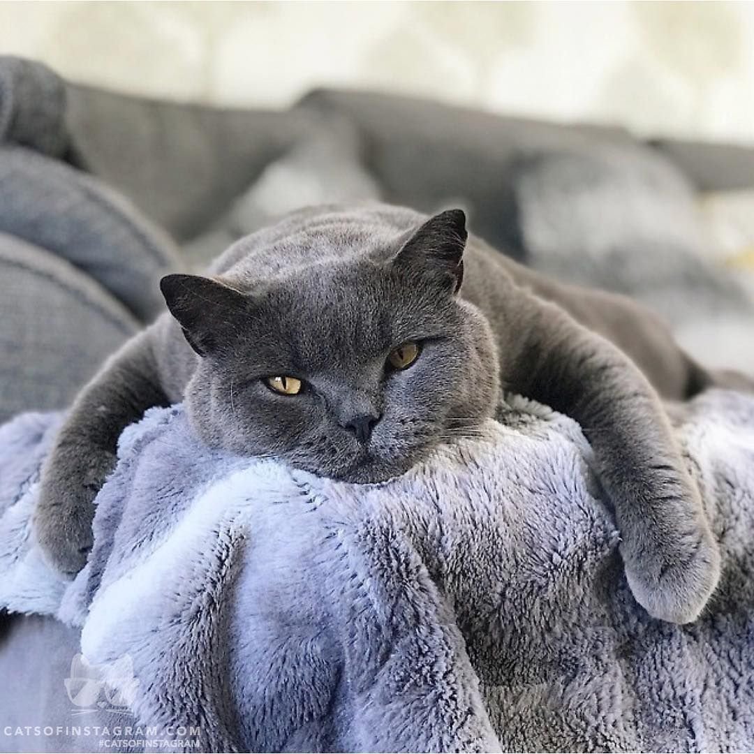 Британская кошка короткошерстная серая