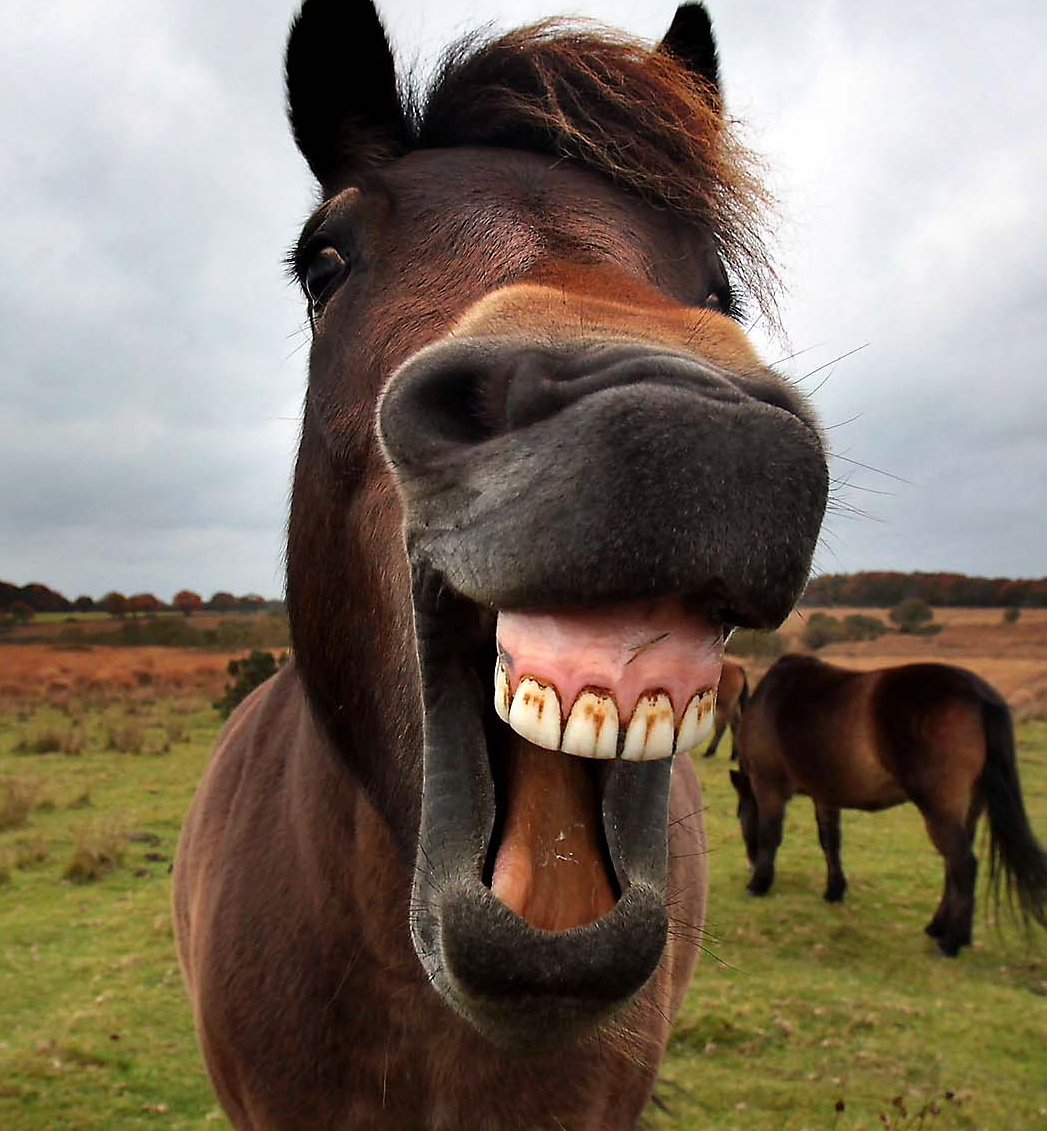 Лошадь висит