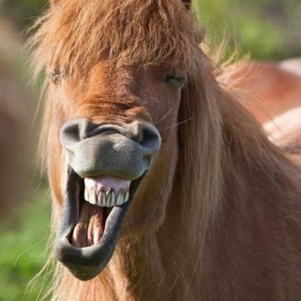 Смешной конь