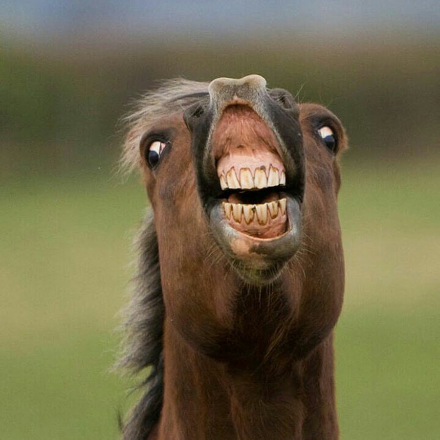 Кобыла ржет