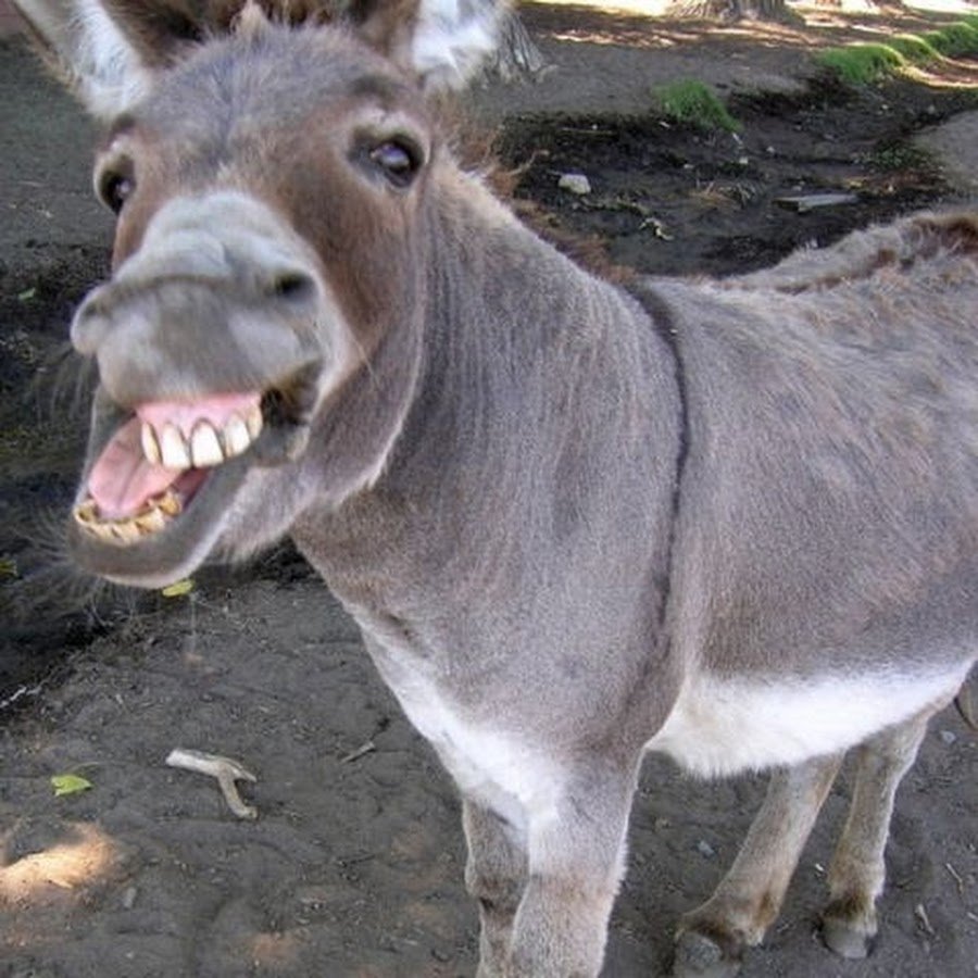 Ишак смешной