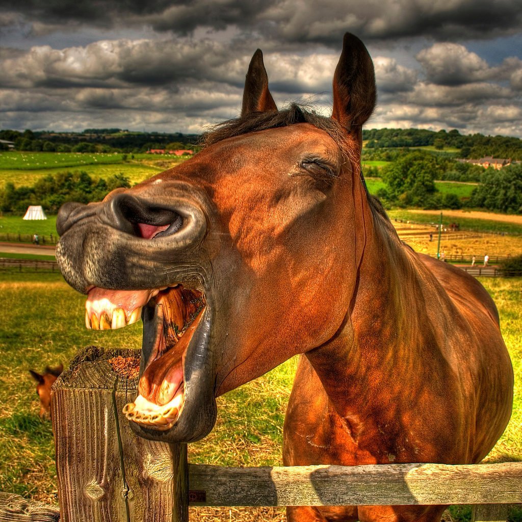 Лошадь смеется