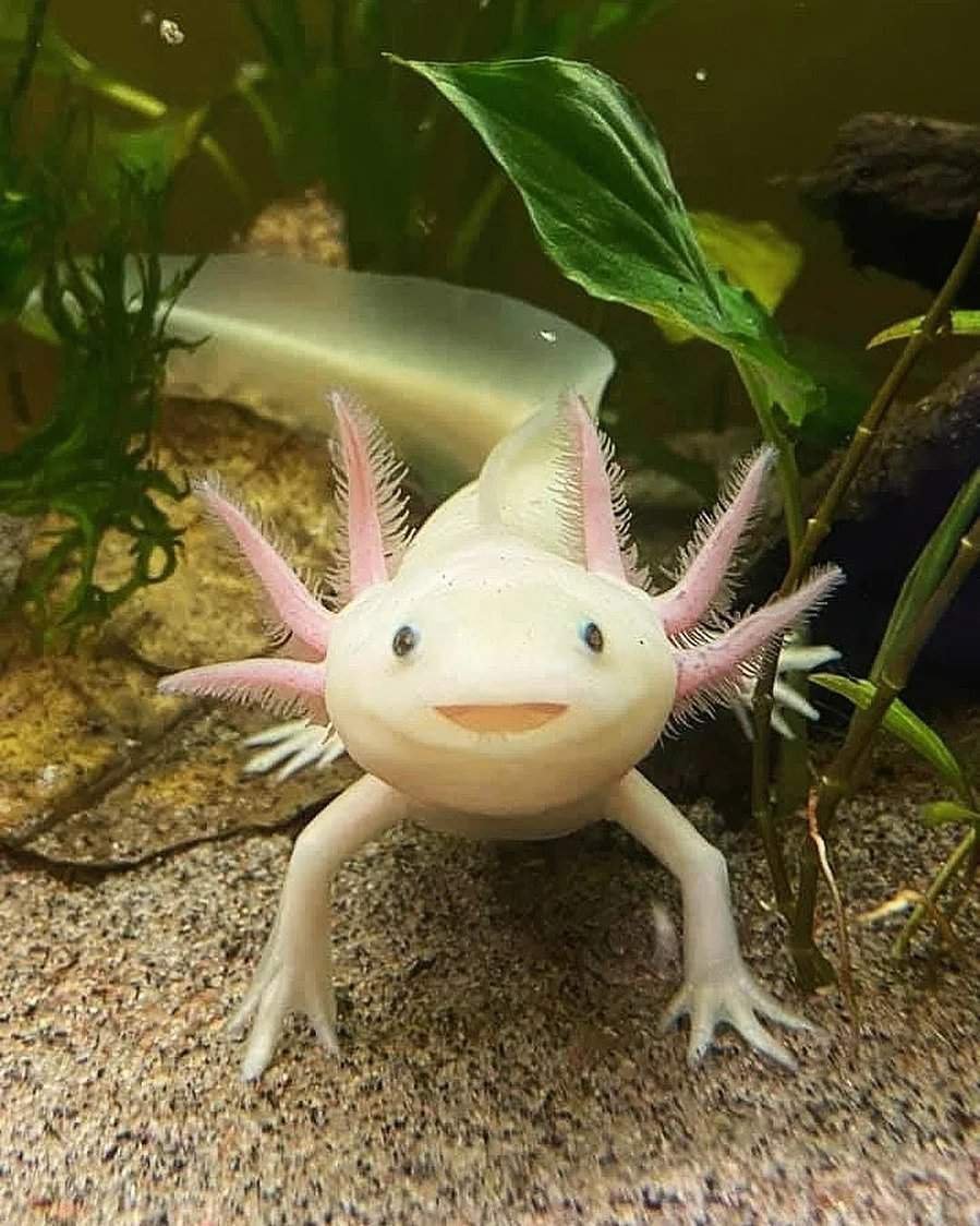 Земноводное аксолотль