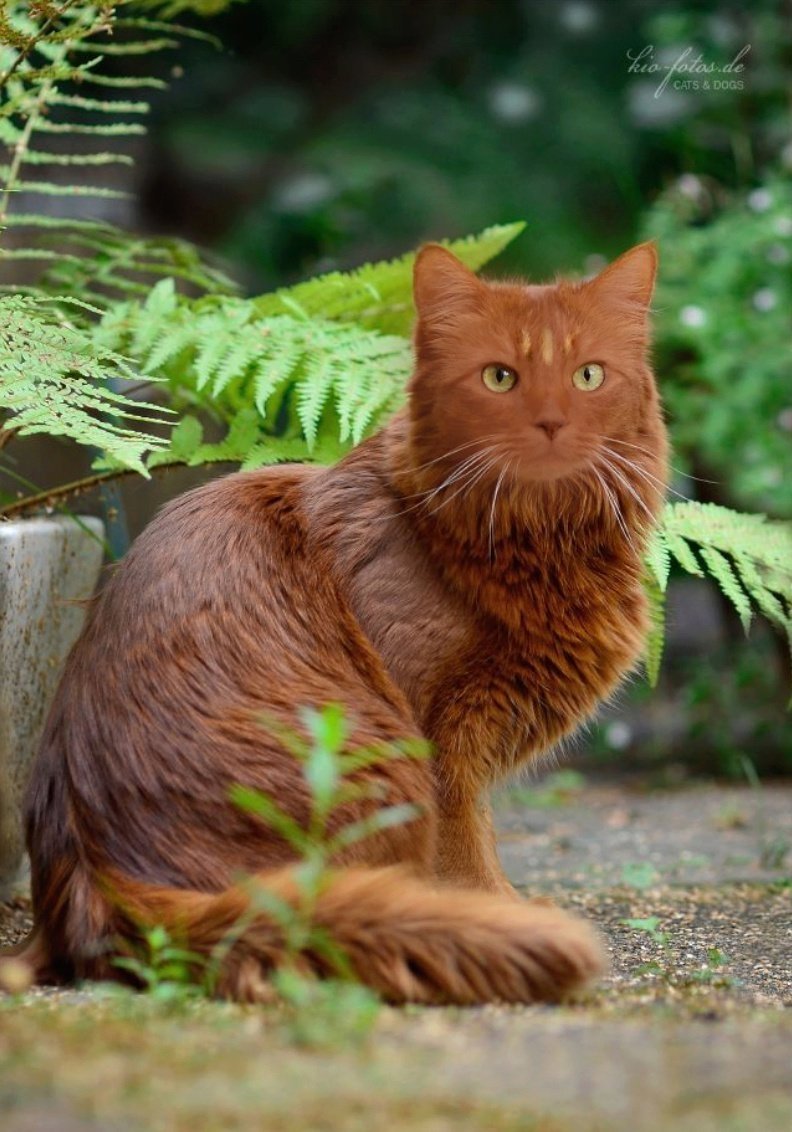 Сомалийская кошка соррель