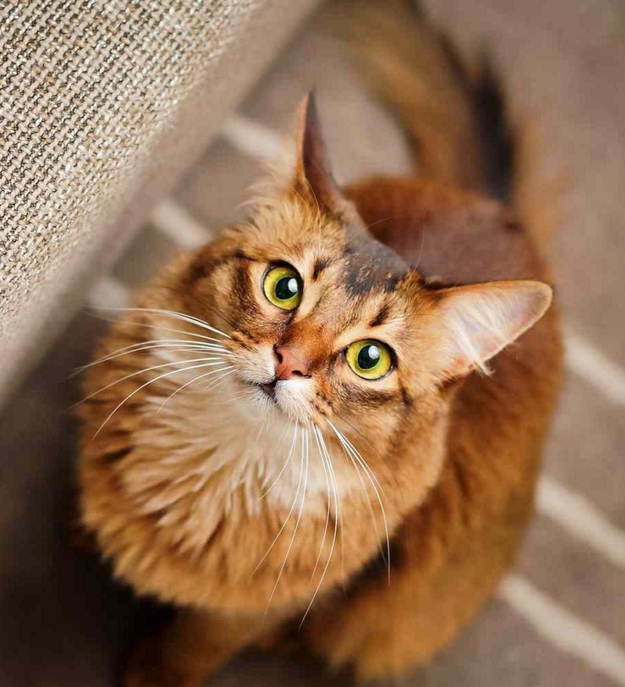 Сомали порода кошек