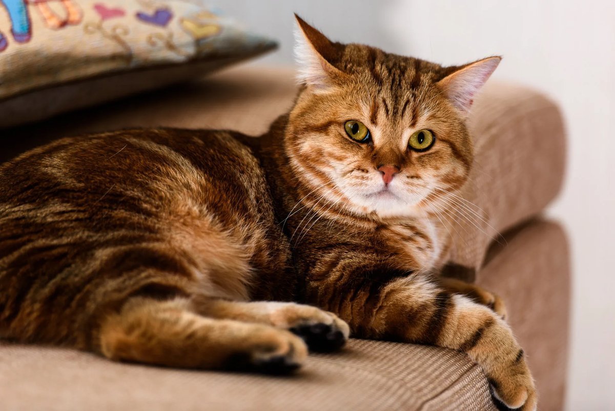 Шотландские кошки полосатые рыжие