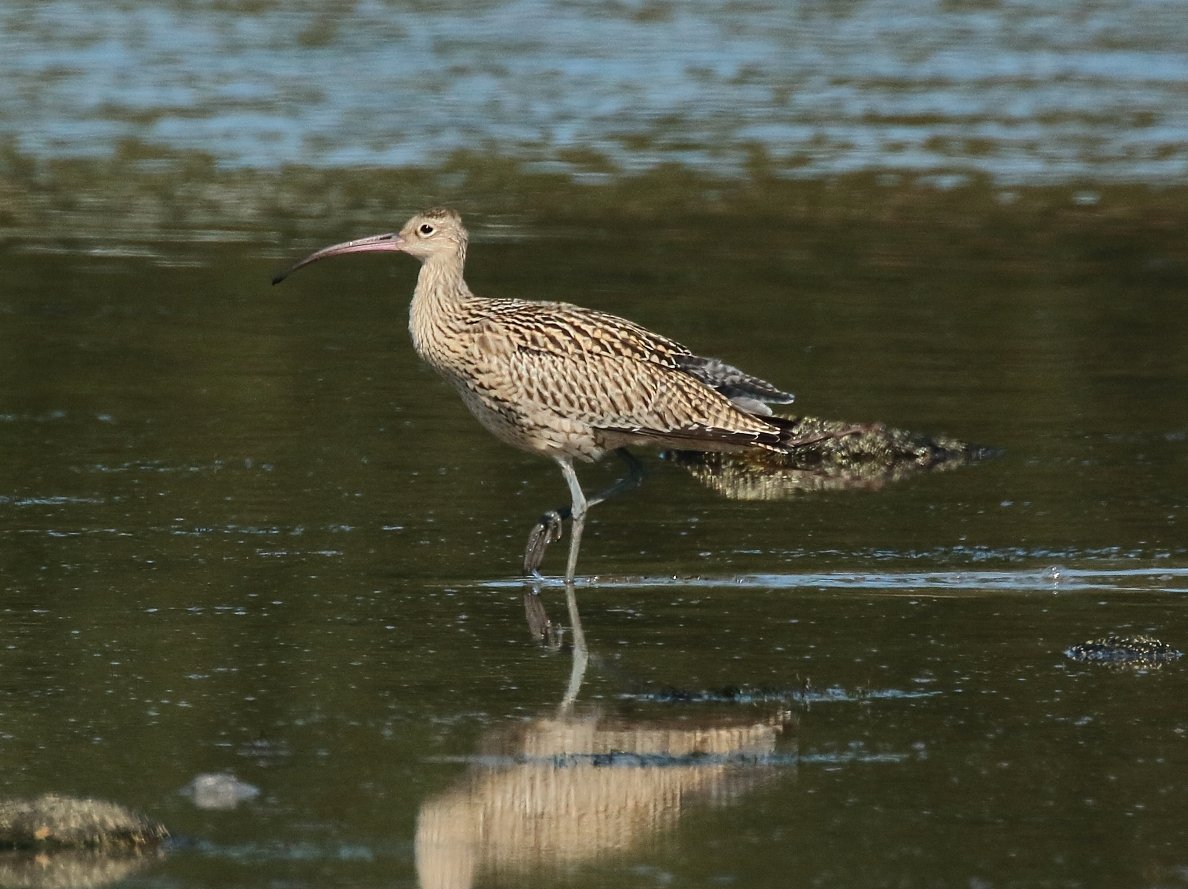Кулик кроншнеп серпонос