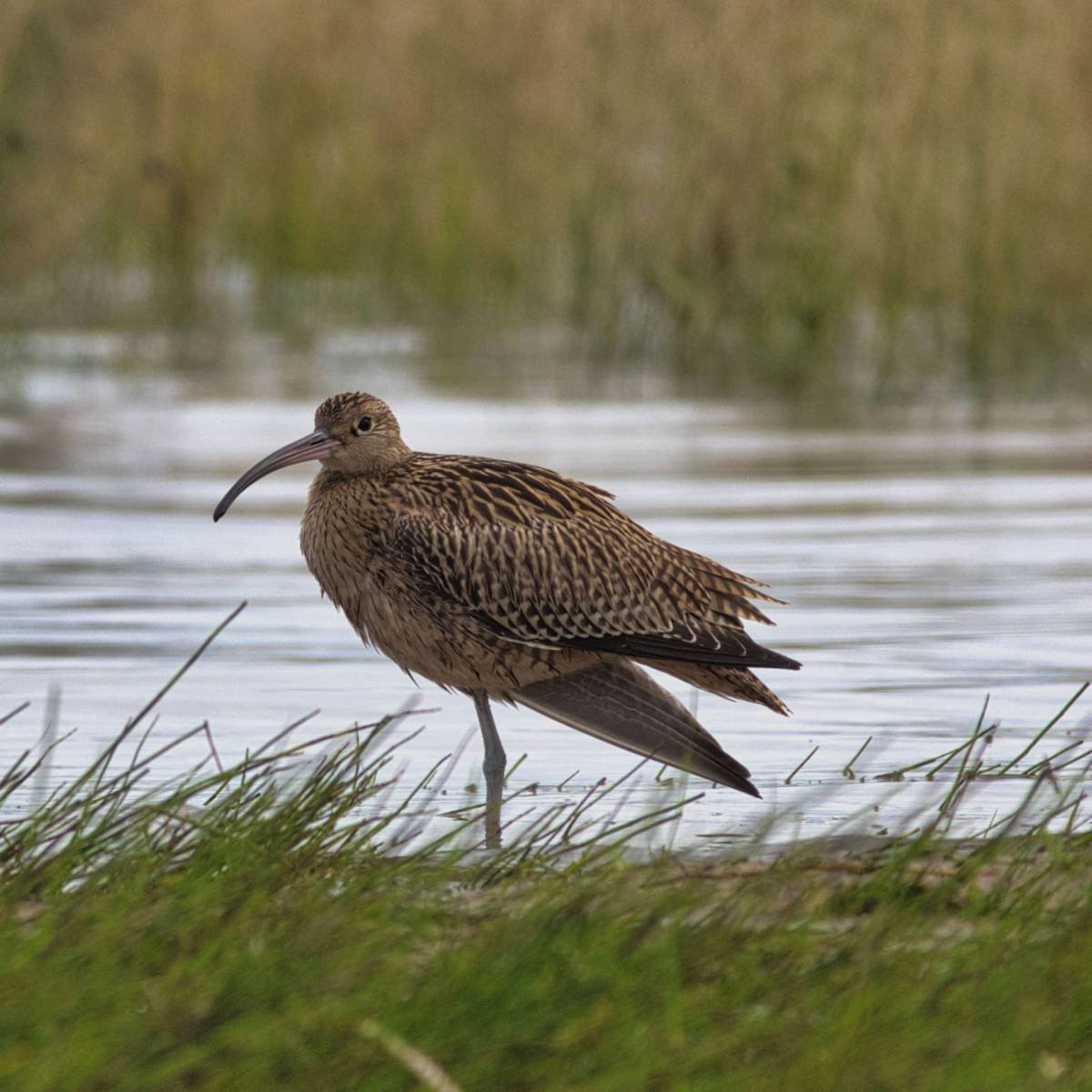 Дальневосточней кроншнеп