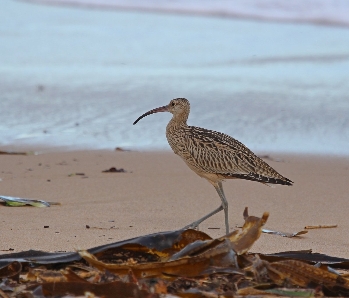 Дальневосточный кроншнеп Камчатка