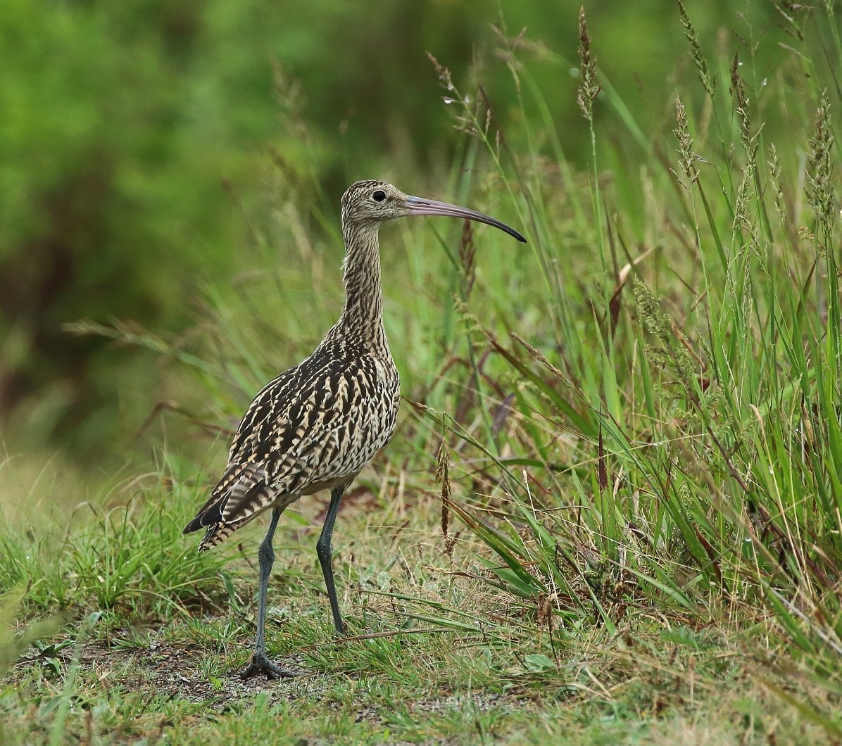 Дальневосточней кроншнеп