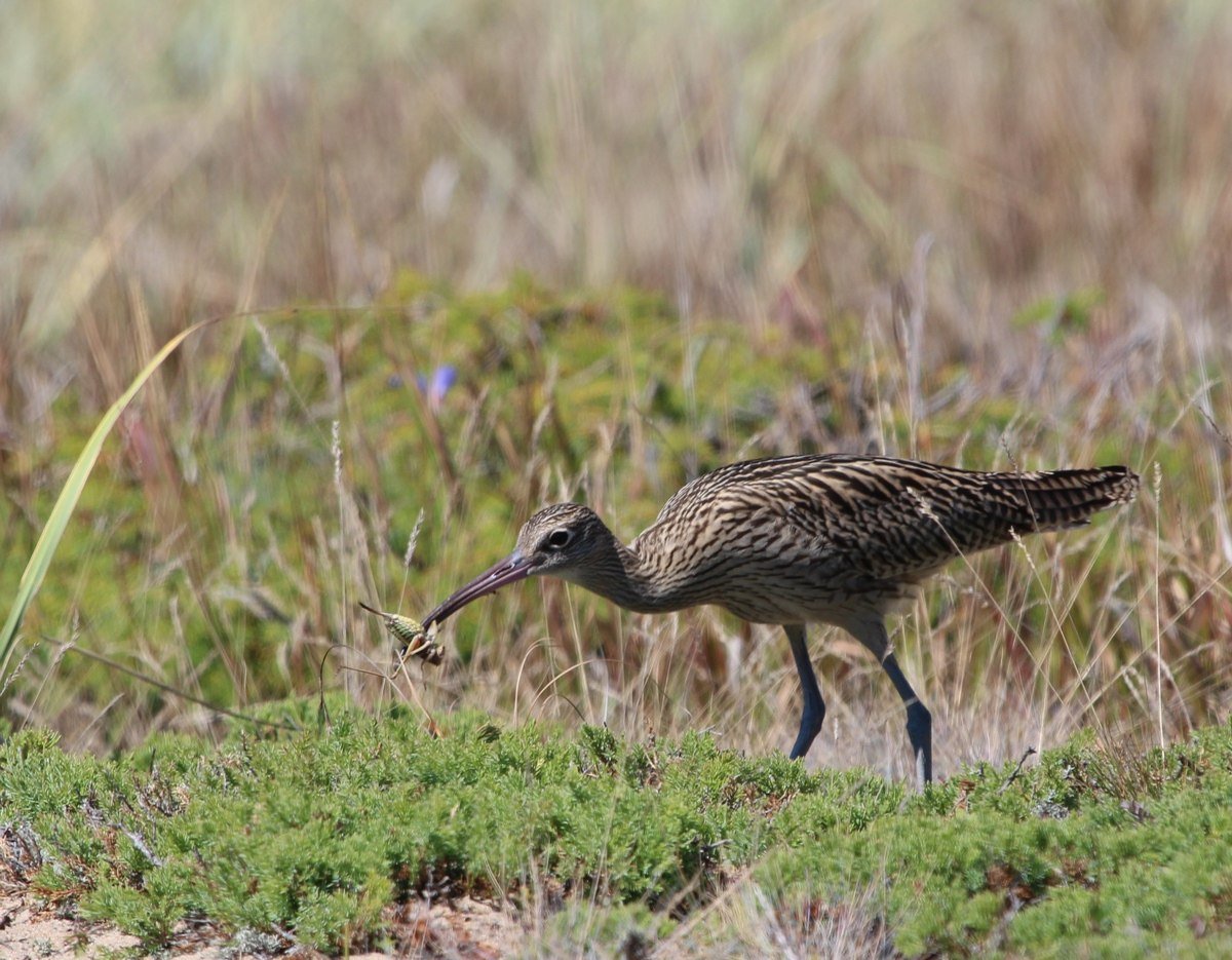 Большой кроншнеп