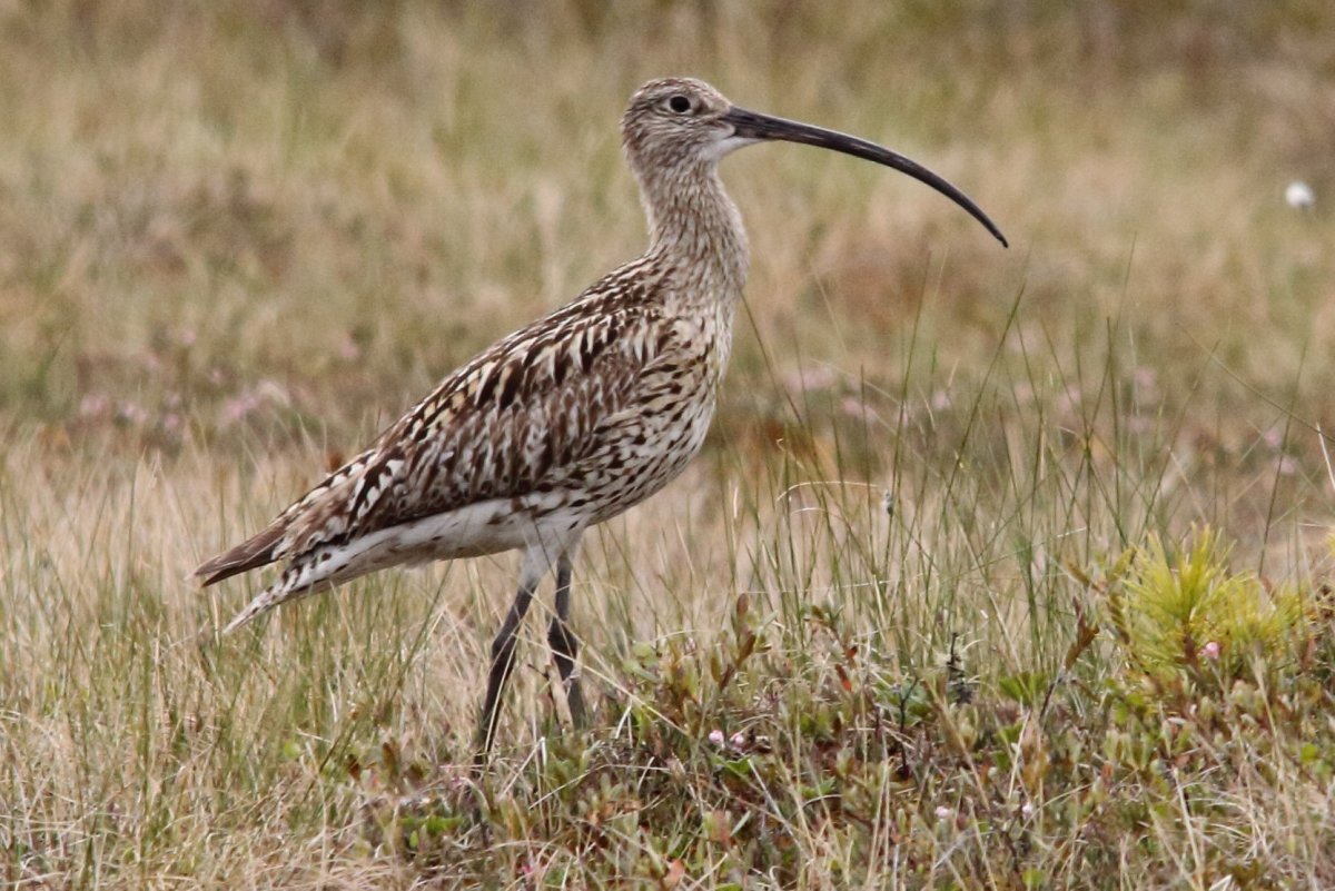 Сибирский кроншнеп-Малютка