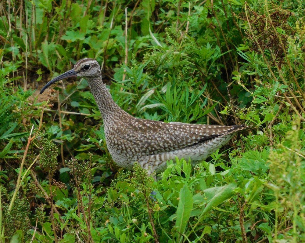Большой кроншнеп (Numenius Arquata (l.)