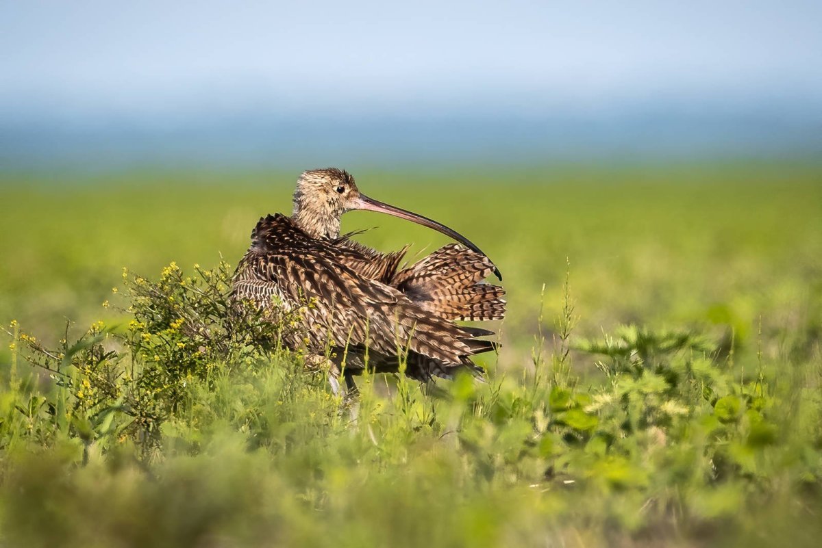Птенец большого кроншнепа