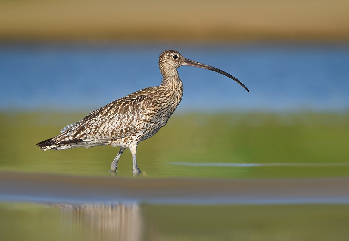 Большой кроншнеп - Numenius Arquata