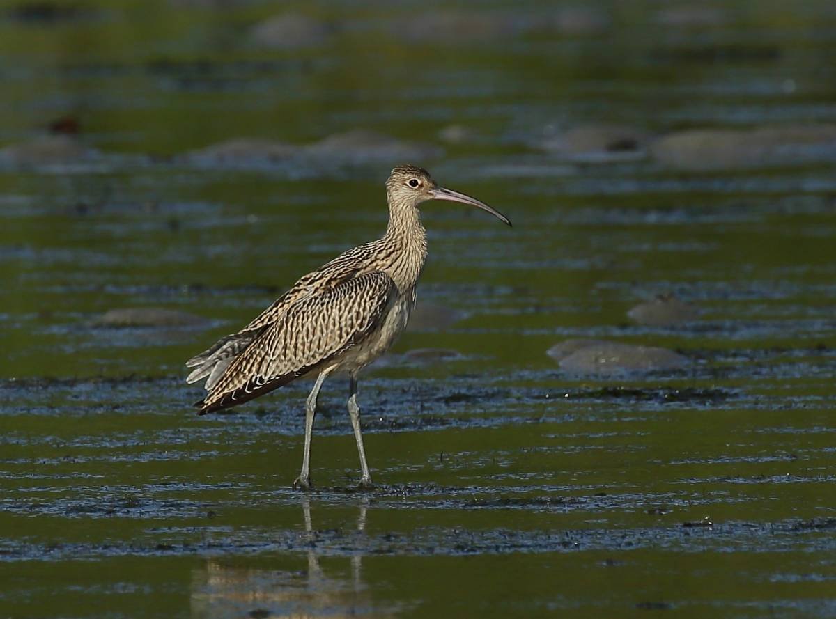 Дальневосточный кроншнеп Numenius madagascariensis