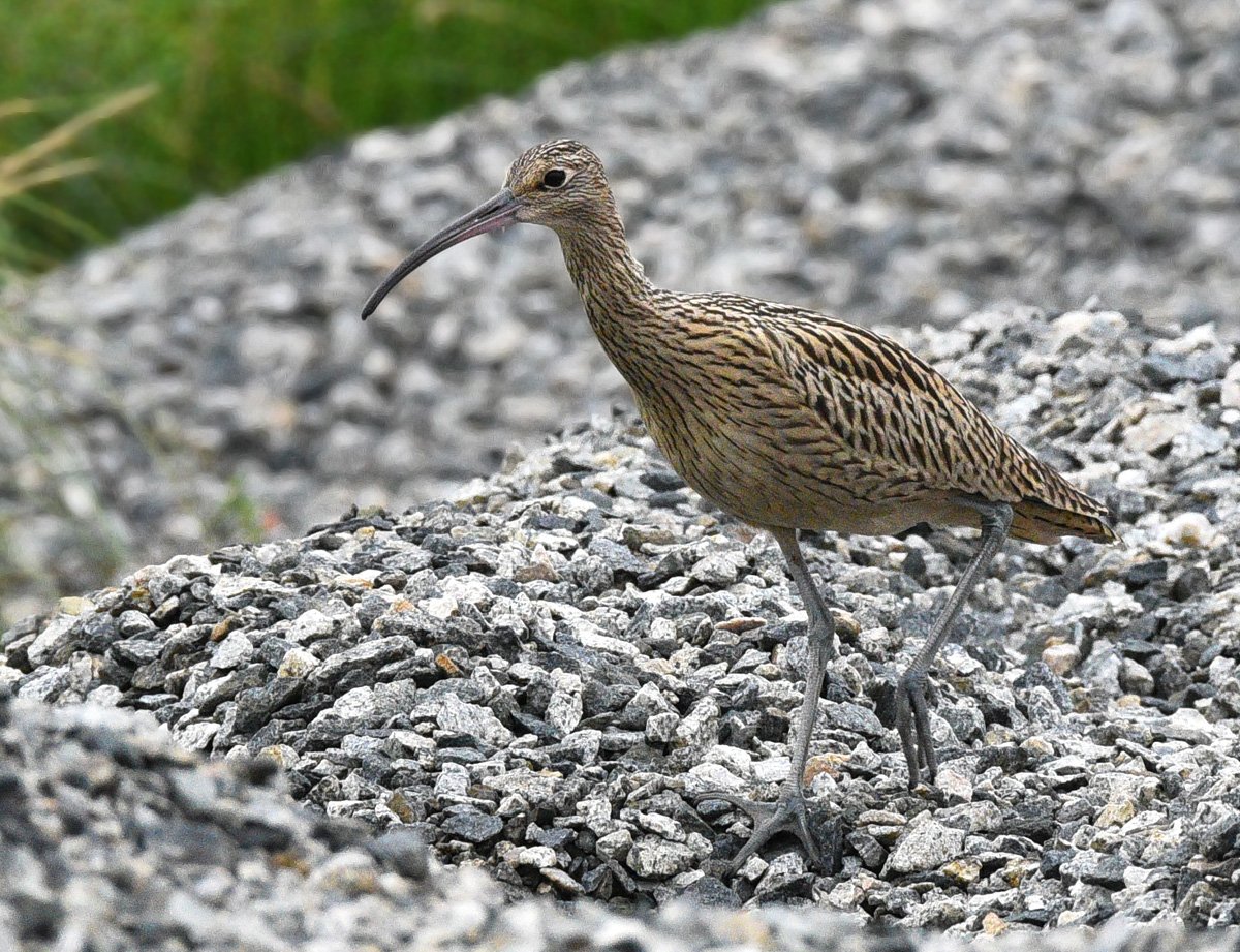 Дальневосточный кроншнеп Numenius madagascariensis